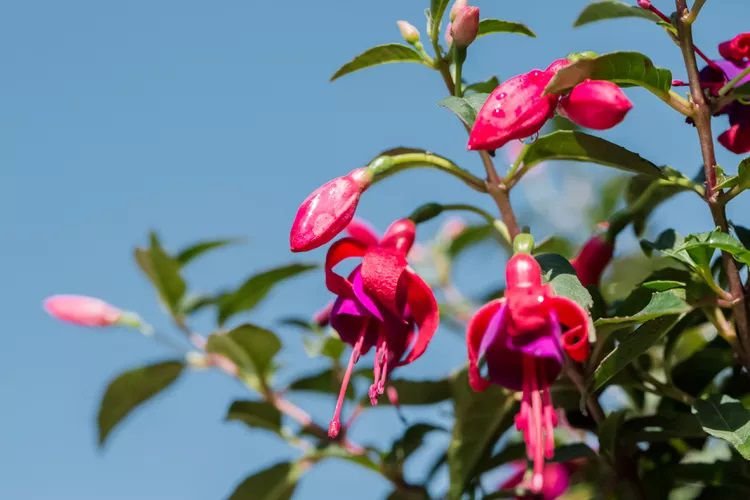 Primer plano de las flores rosas del arbusto fuschia