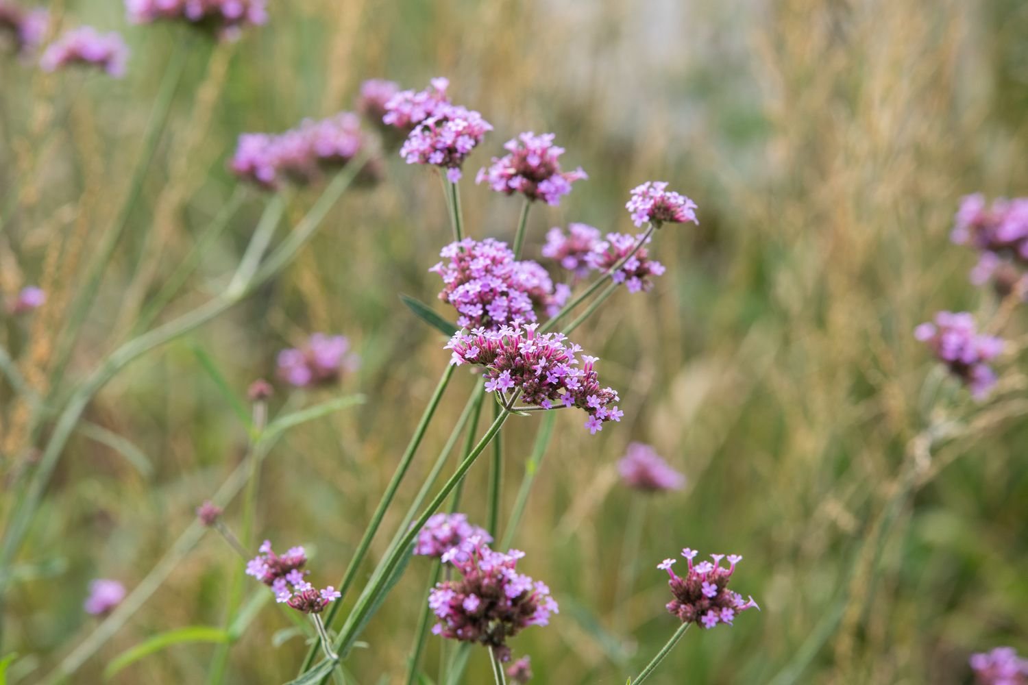 verbena alta