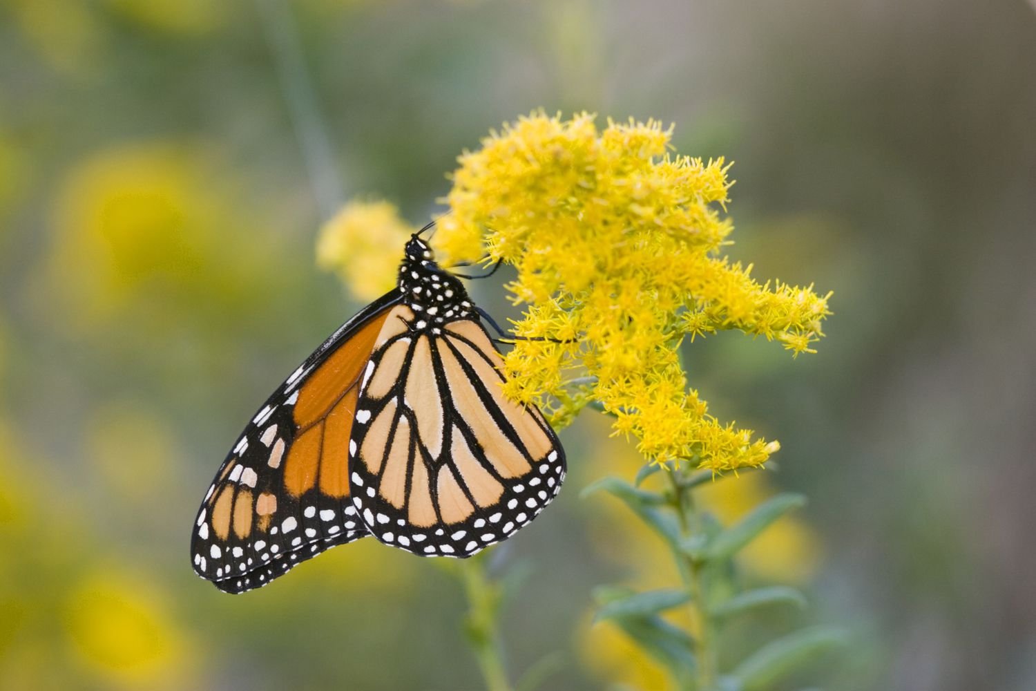 Mariposa monarca sobre vara de oro