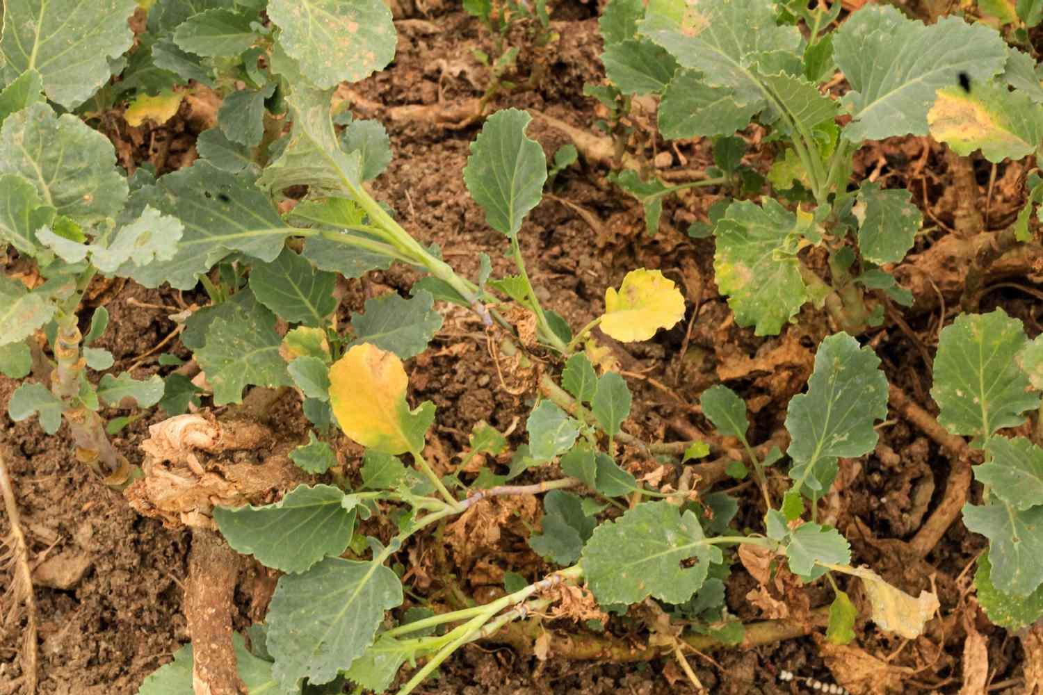 Plantas amarillas de áster con hojas amarillas y verdes en tallos largos