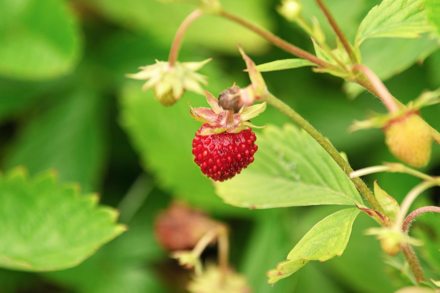 Primer plano del fruto de la fresa silvestre