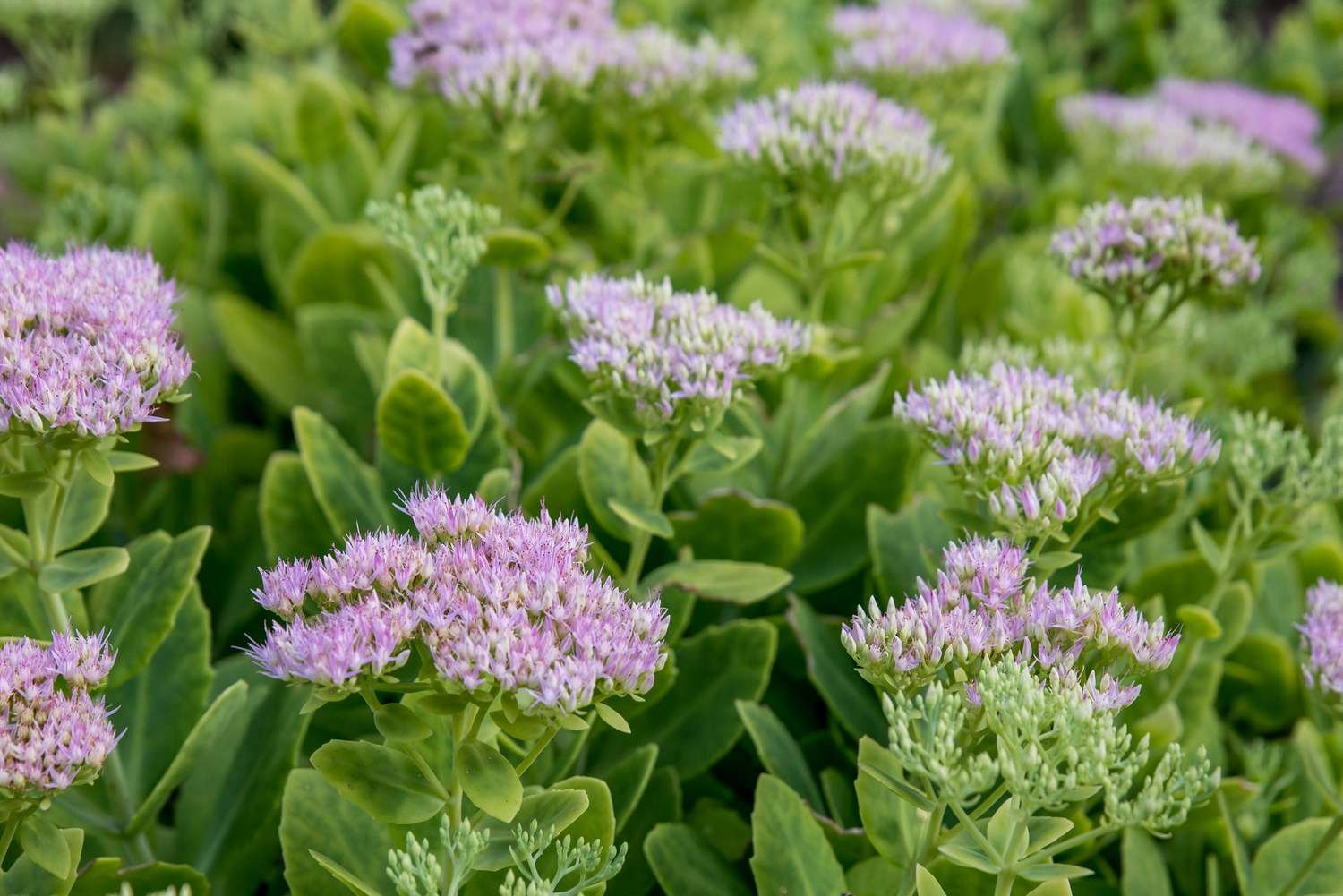 plantas sedum con flores rosas