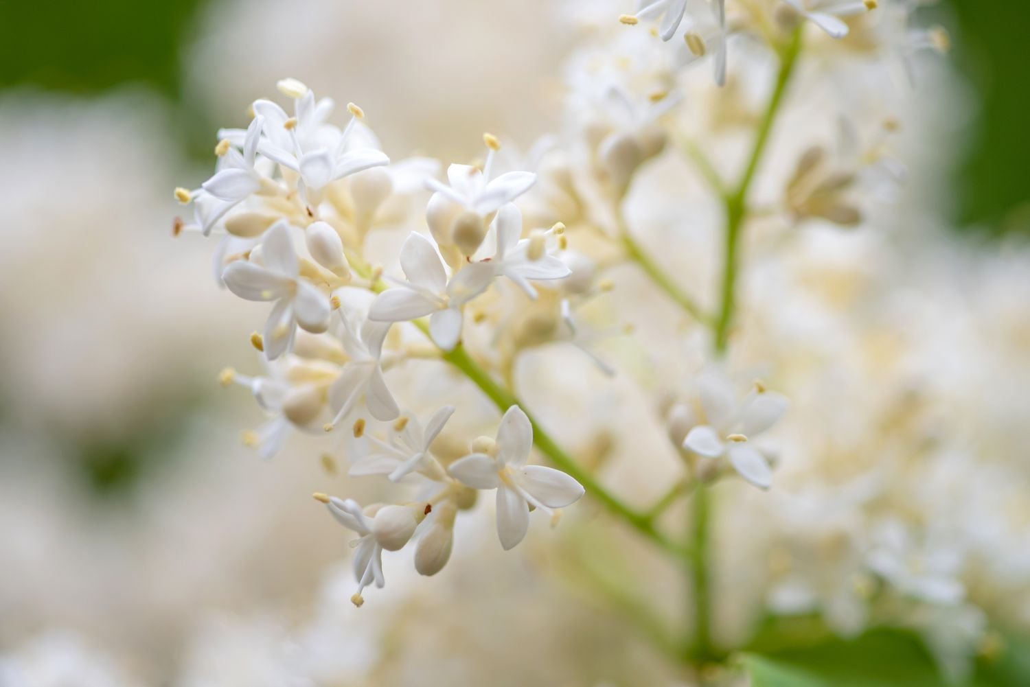 Lila de seda marfil con pequeñas flores blancas agrupadas en el tallo primer plano