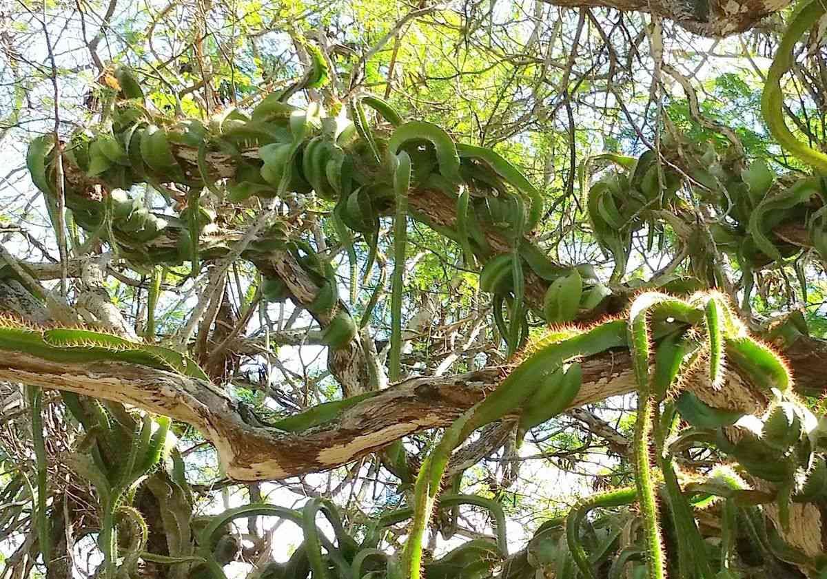 Un gran cactus cola de perro maduro enrollándose alrededor de un árbol