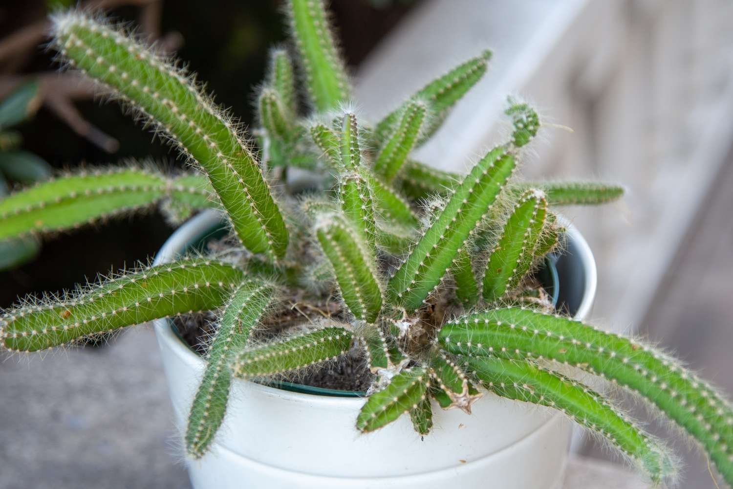 Cactus cola de perro con tallos espinosos y delgados creciendo en una maceta blanca