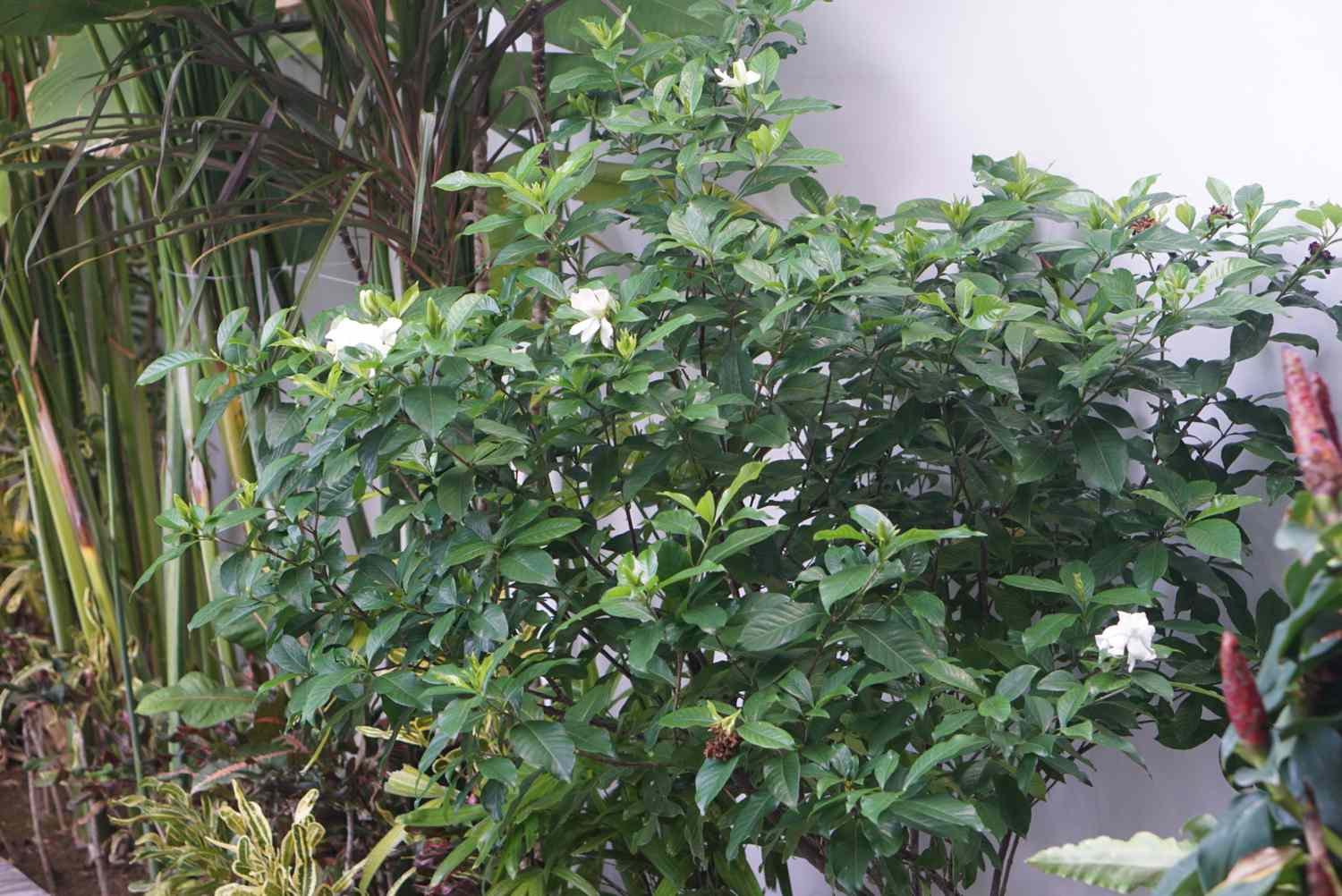 Arbusto de jazmín árabe con ramas erguidas y pequeñas flores blancas