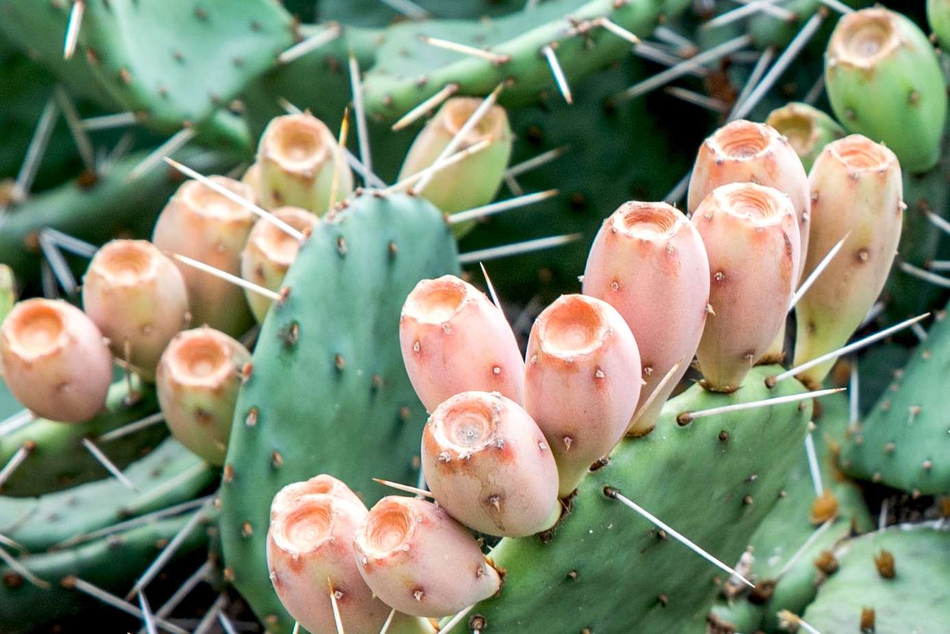 primer plano de cactus de higo chumbo