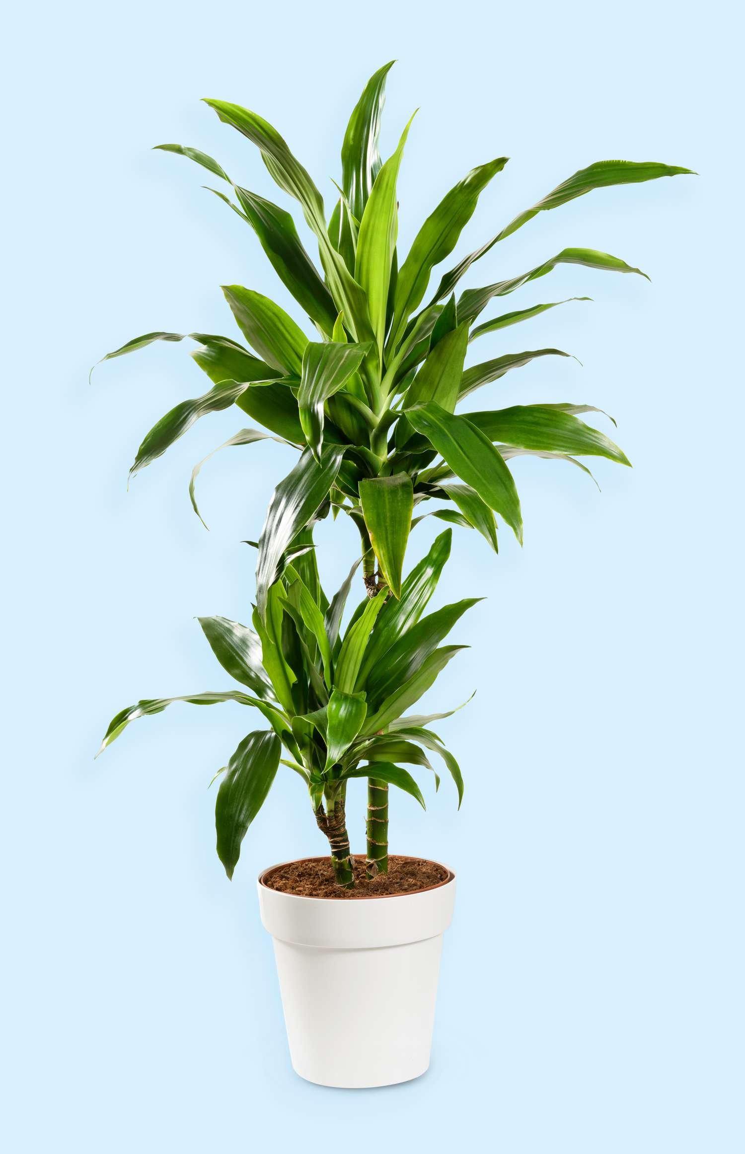 Dracaena Janet Craig