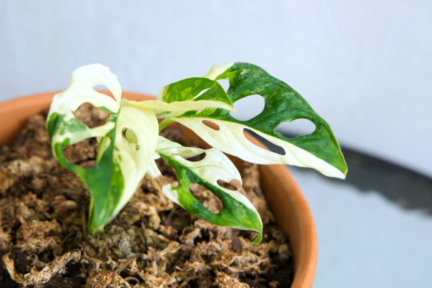 monstera adansonii variegada