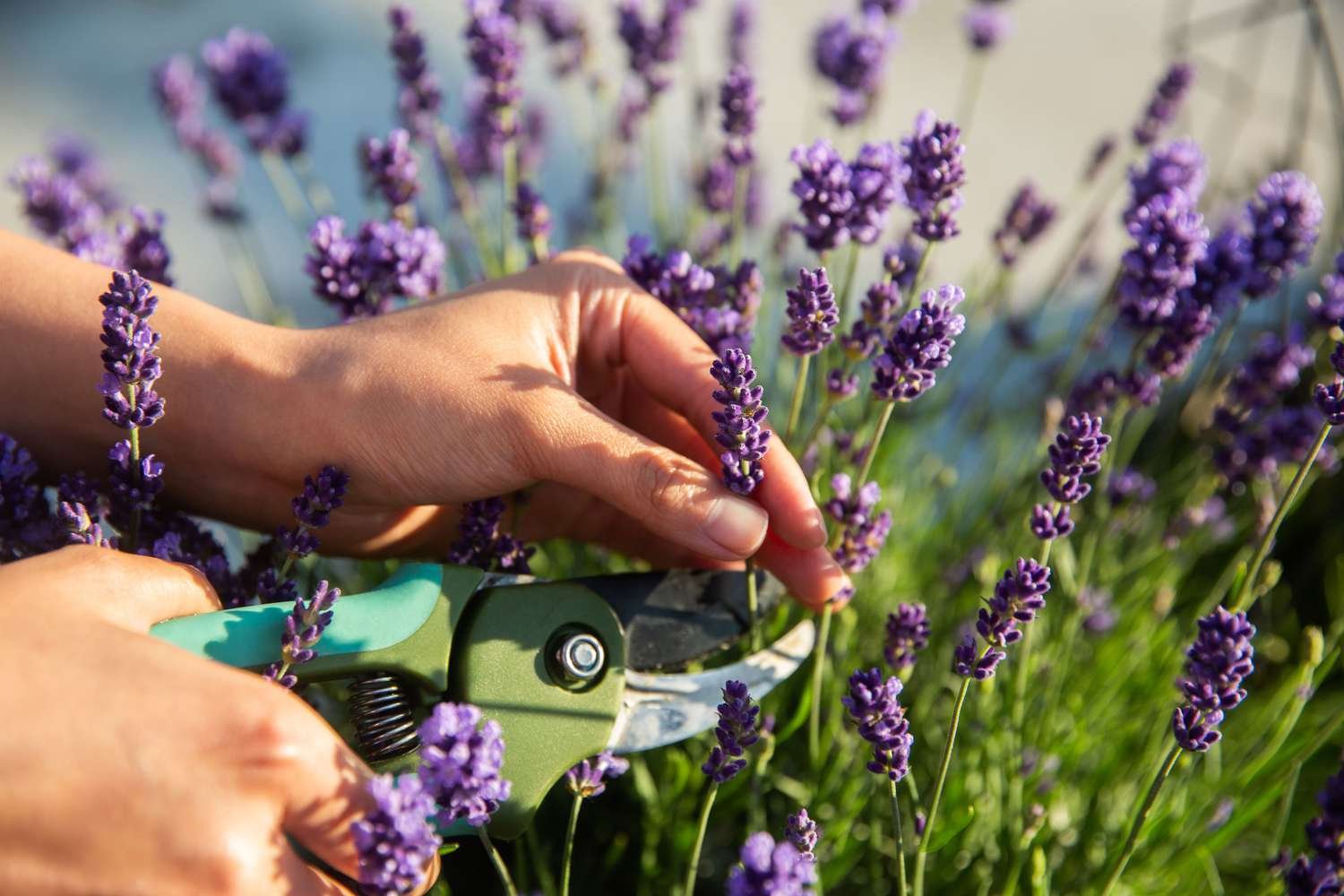 Cosecha de la lavanda inglesa