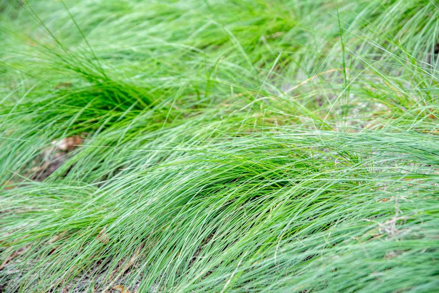 Hierba pratense con hojas finas de color verde brillante en mechones densos que se arquean hasta el suelo.