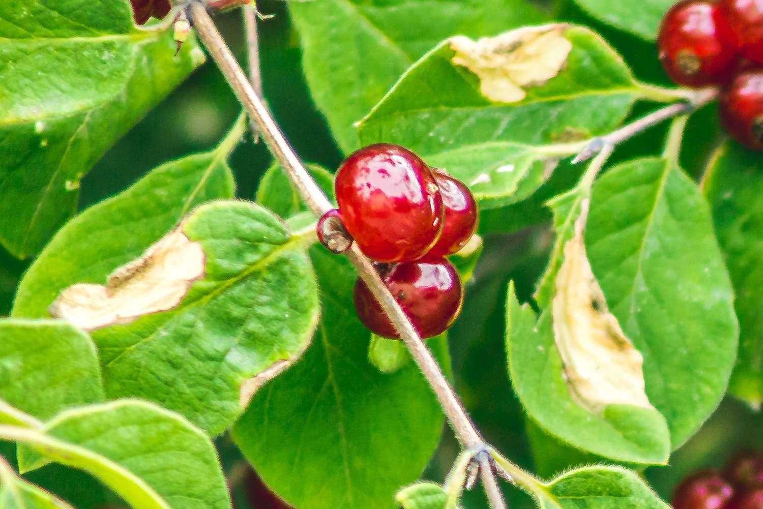 Primer plano de una rama de cerezo con racimos de cerezas de color rojo brillante cerca de las hojas redondeadas