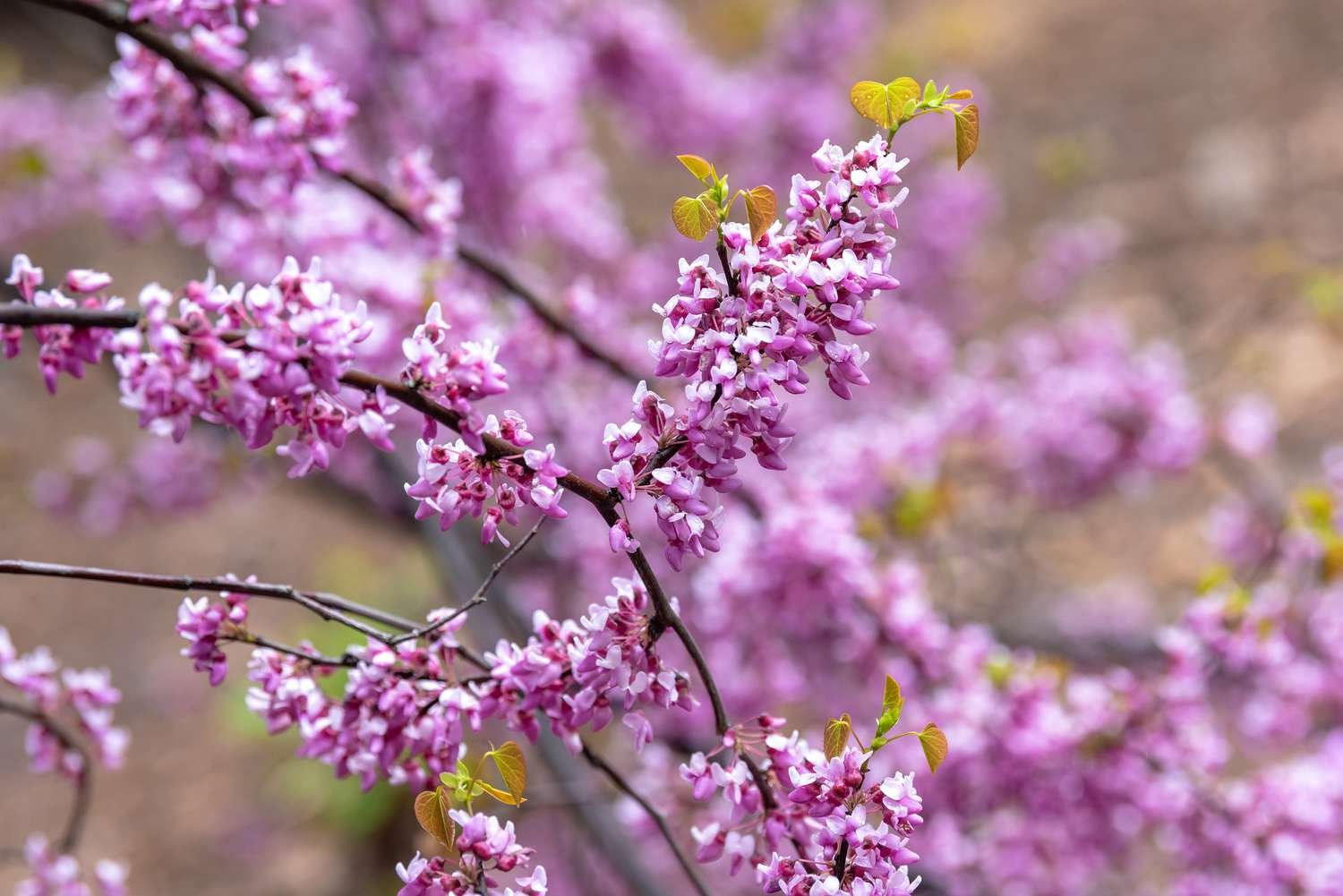 Rama del árbol redbud del pensamiento del bosque con racimo de pequeños botones florales rosados y hojas amarillo-verdosas