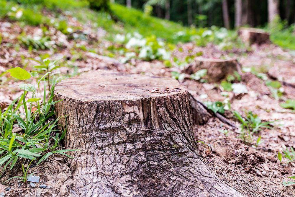 Árbol recién retirado con tocón en el suelo