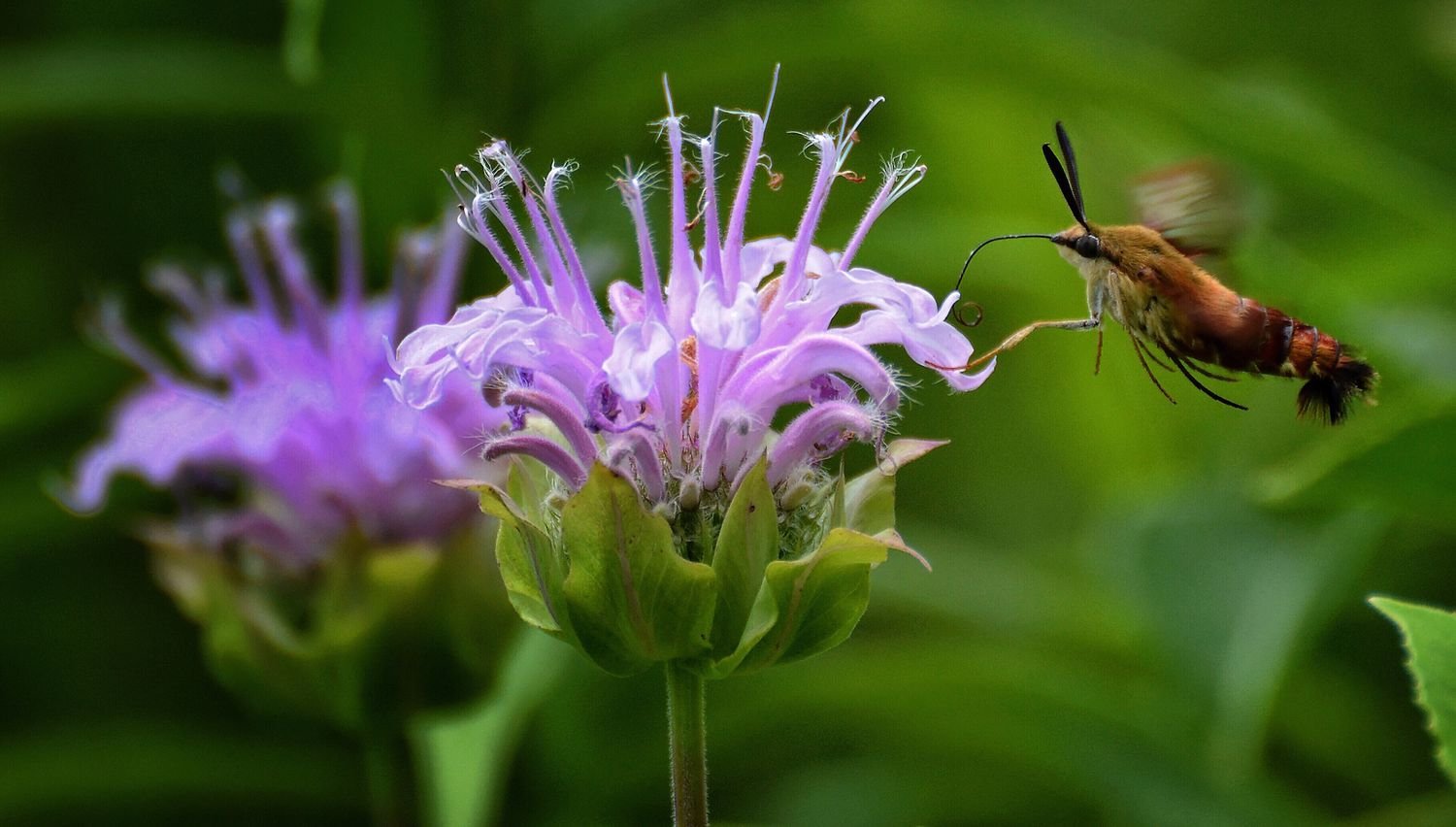 Polilla colibrí junto a una flor púrpura