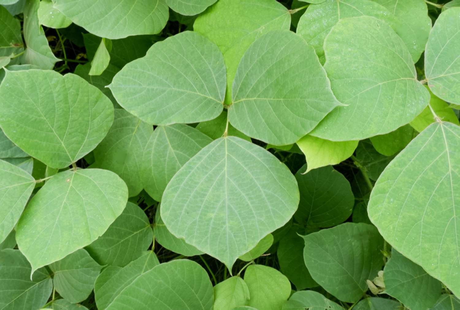 Primer plano de hojas de vid de kudzu