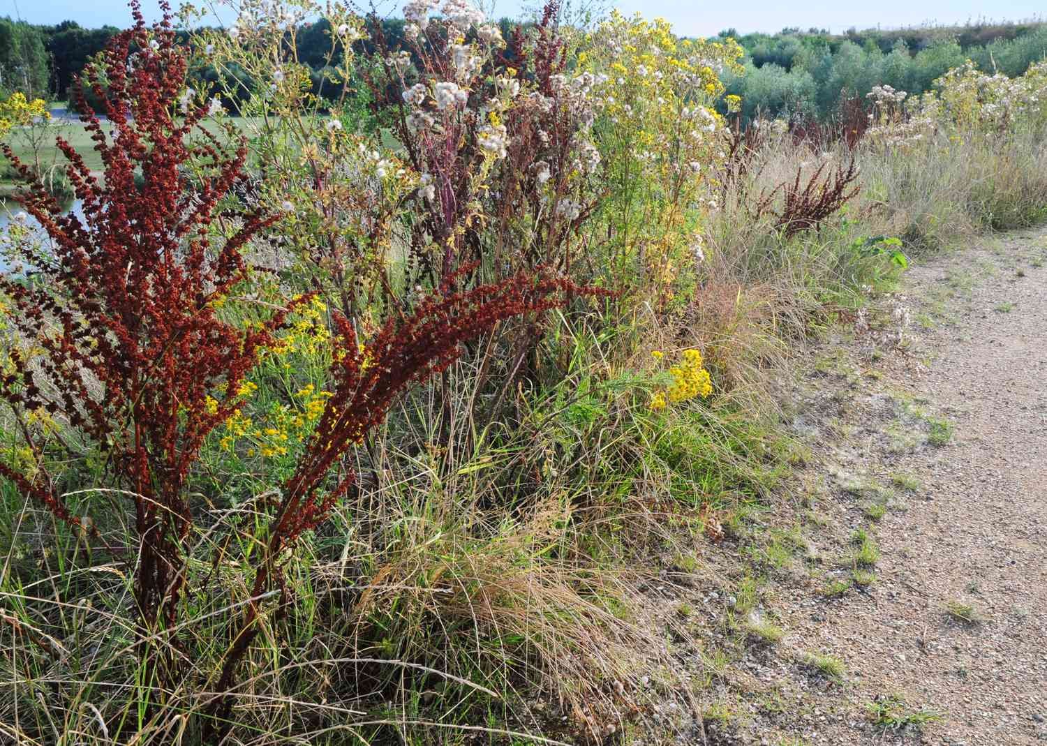 Plantas amarillas de muelle con tallos florales teñidos de rojo junto a altas flores silvestres blancas y amarillas cerca de un camino de tierra