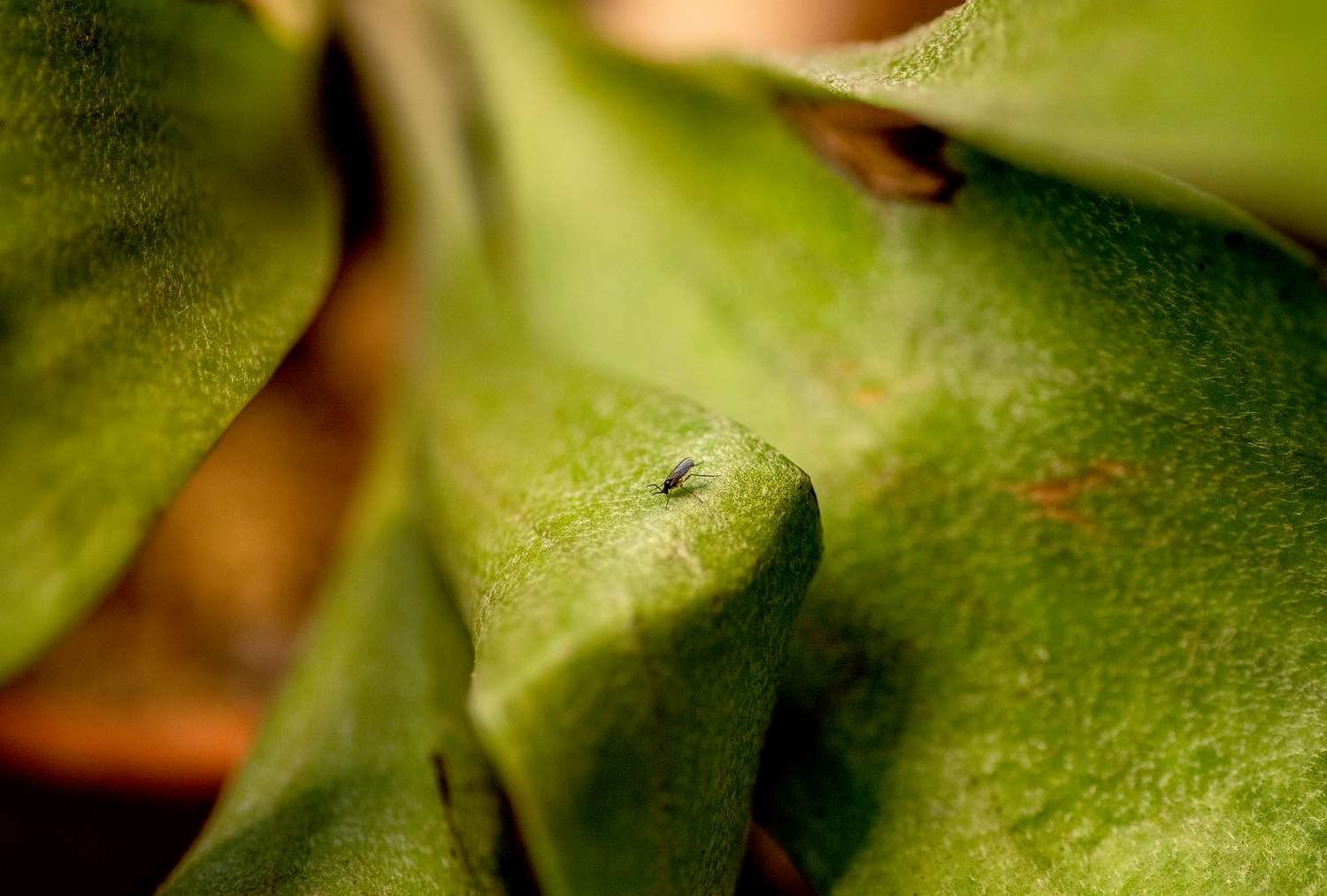 Una plaga de mosquitos del hongo en la hoja de una planta de interior