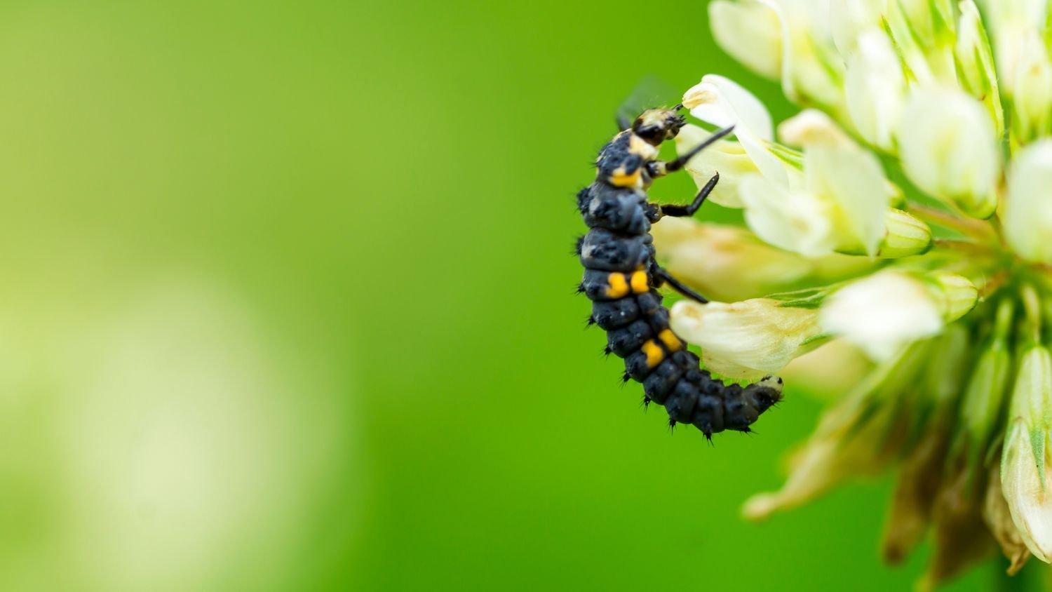 Larva de mariquita en una flor