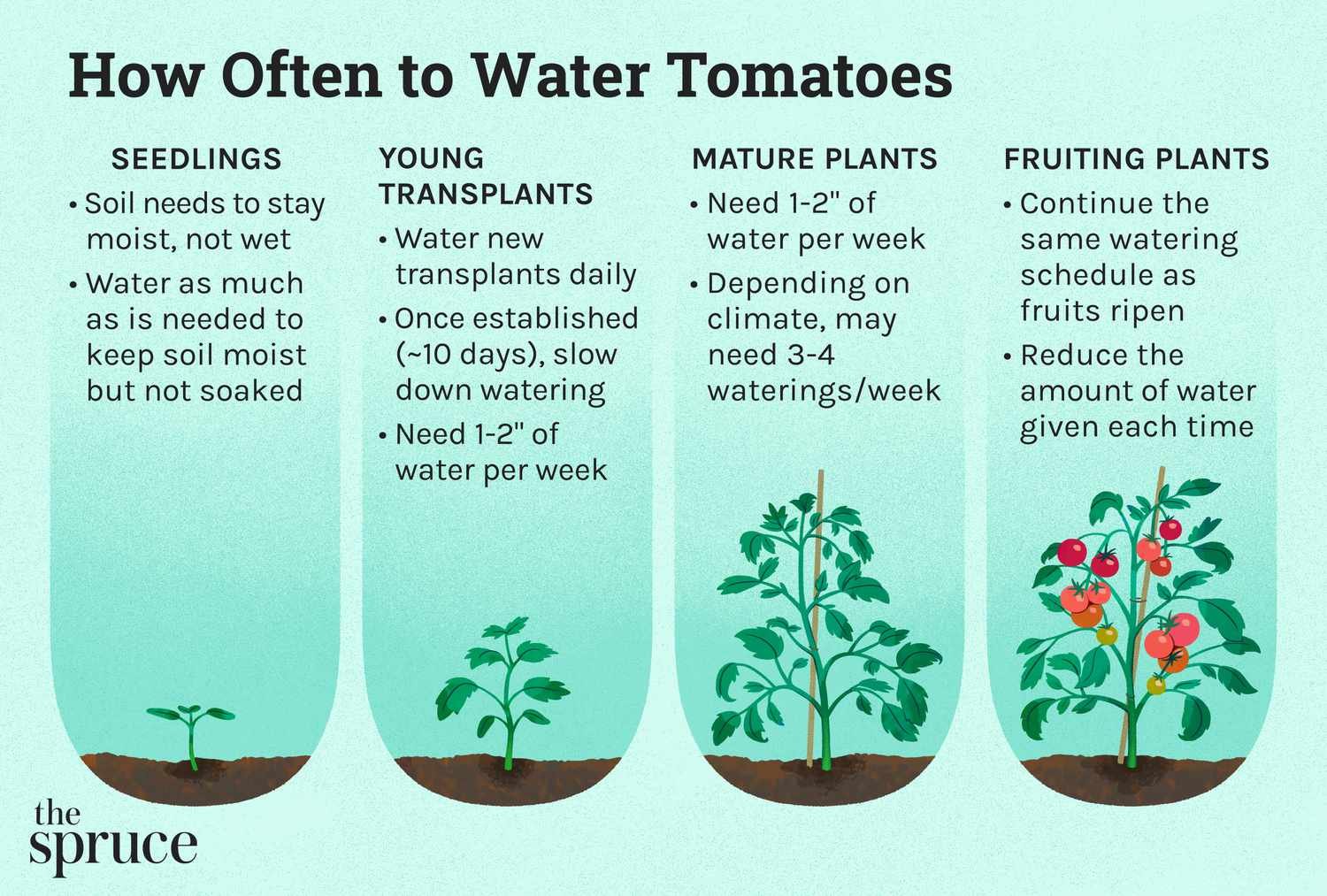 Con qué frecuencia regar los tomates según la etapa