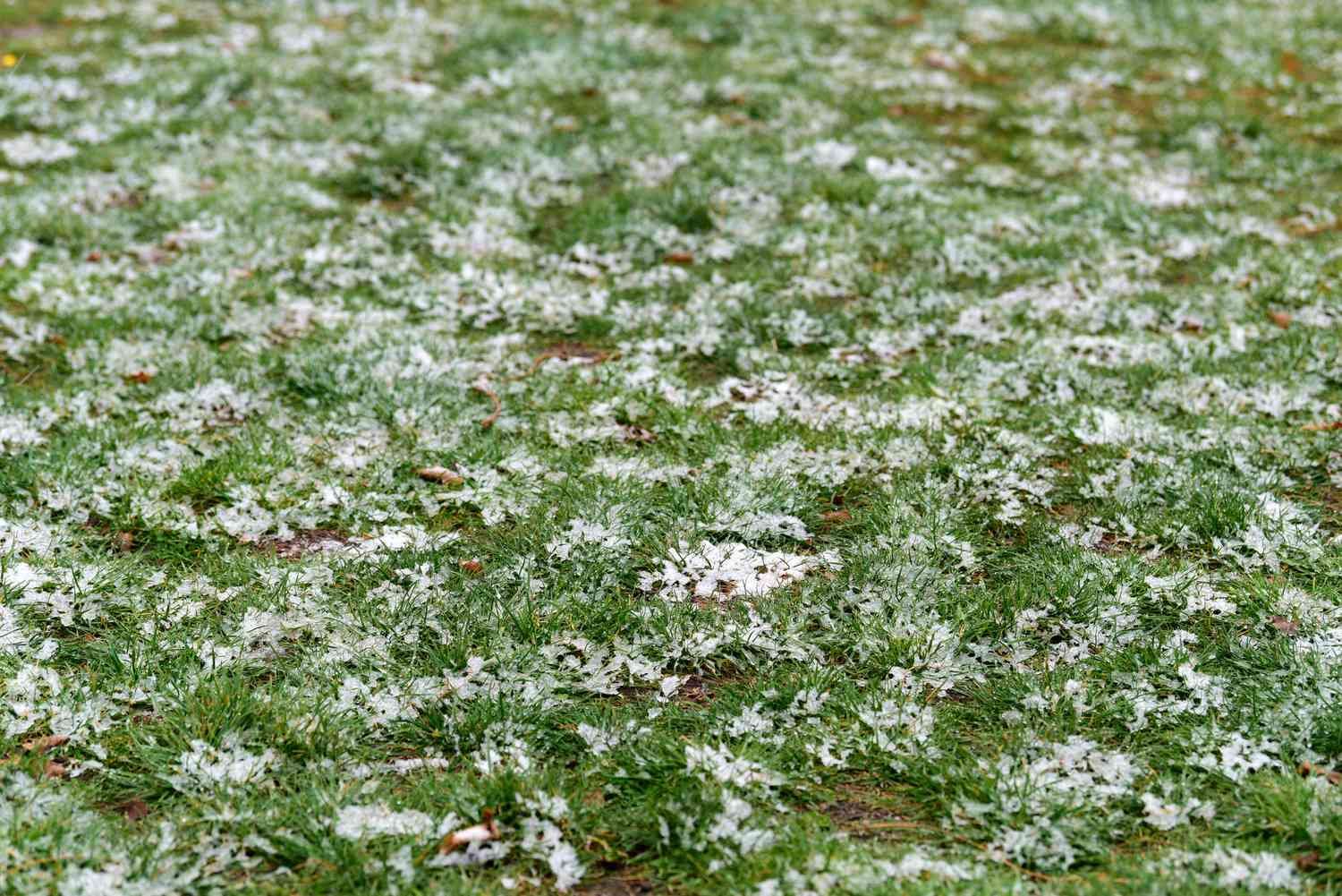 Manchas de nieve sobre hierba verde en invierno