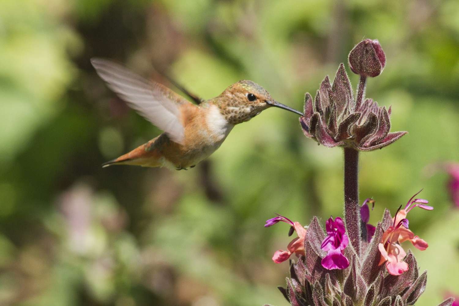 Colibrí alimentándose de salvia colibrí