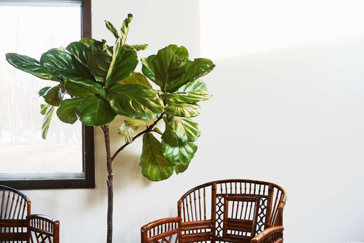 a fiddle leaf fig tree