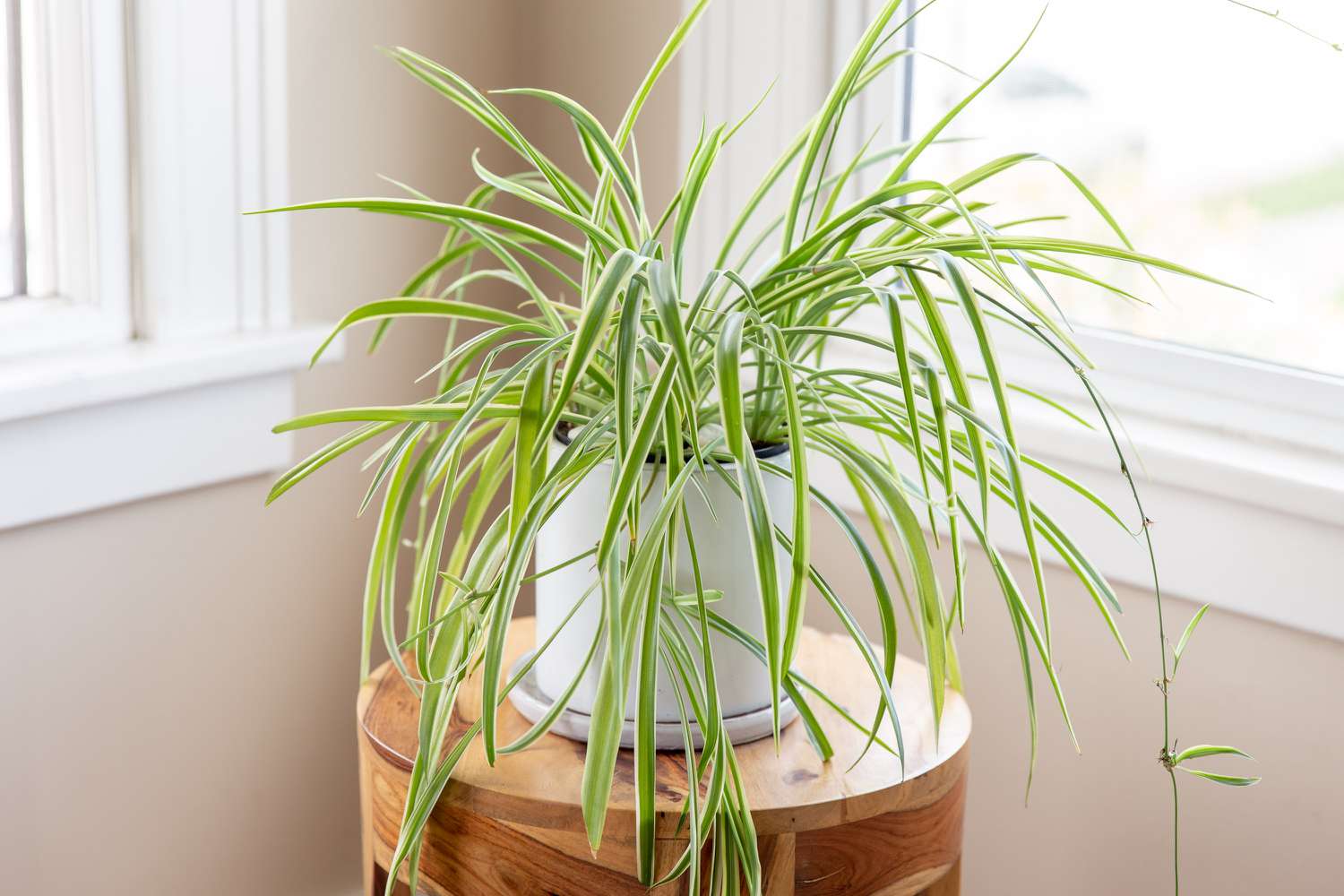 a spider plant on a stool