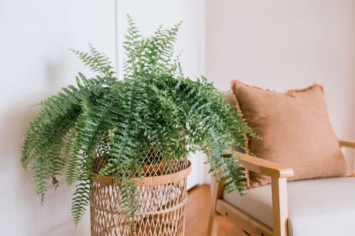 boston fern on a side table
