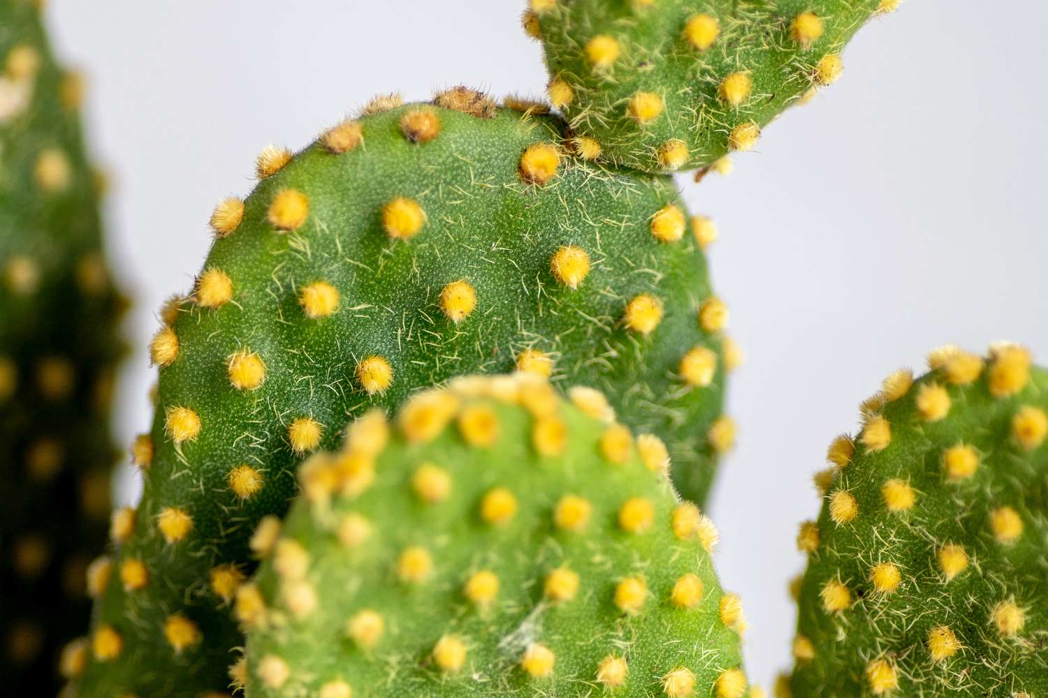 Bunny ear cactus leaf pads with small yellow dots and tiny spikes closeup