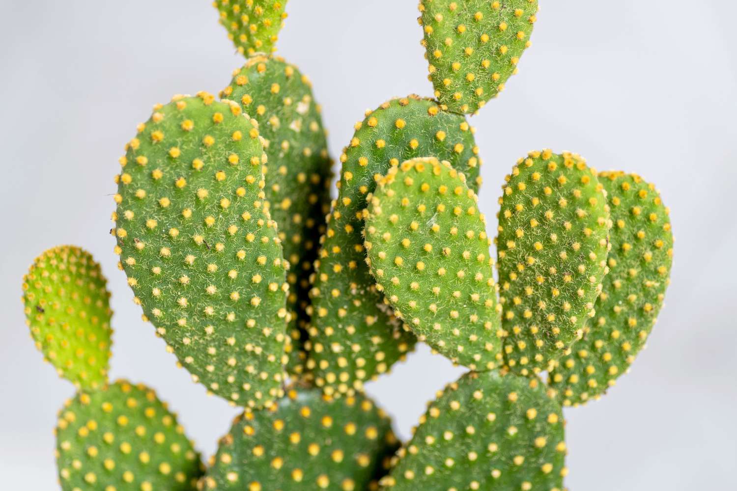 Bunny ear cactus oblong leaf pads with small yellow dots closeup