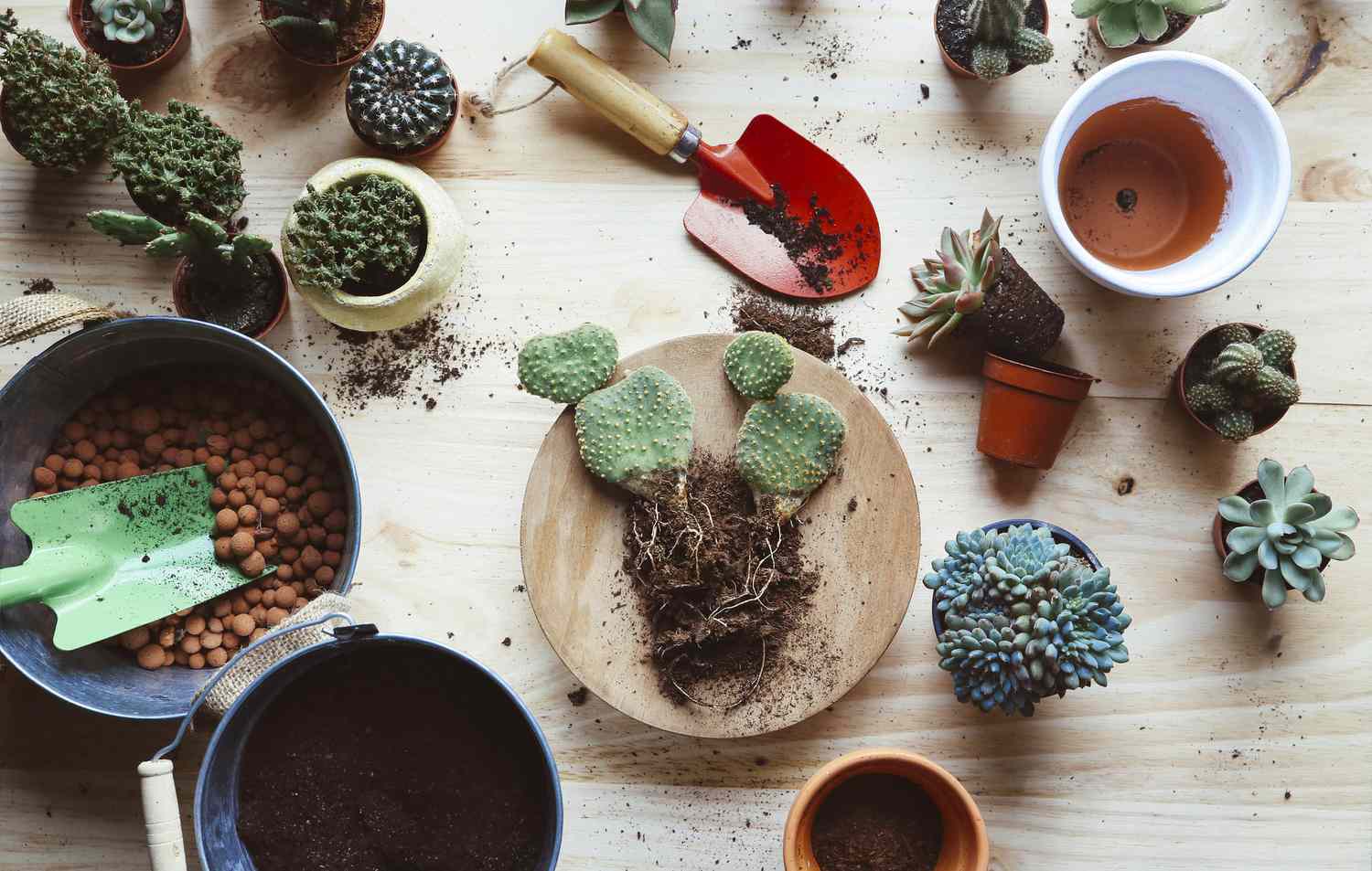 Repotting a bunny ear cactus (Opuntia microdasys) on a wooden background.