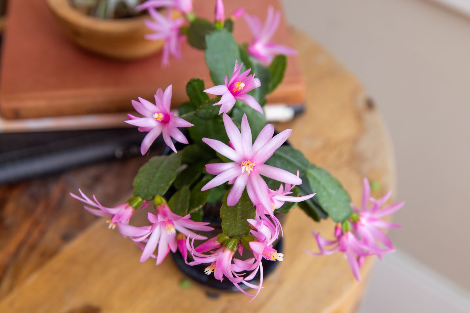 Easter cactus plant with pink star-shaped blooms on wooden table