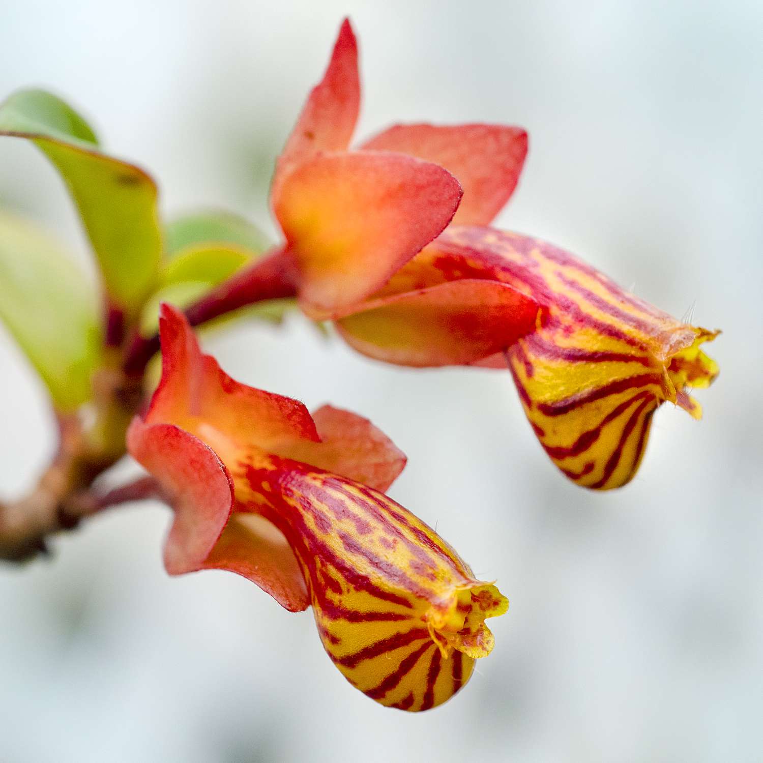 Columnea nematanthus with orange and yellow flowers