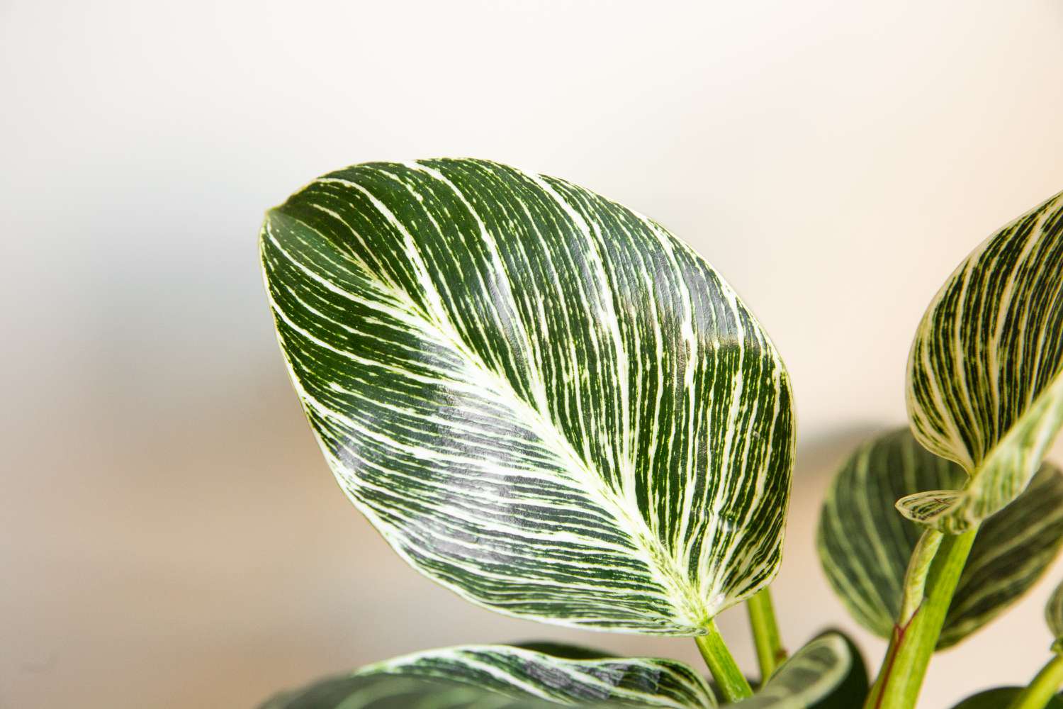 Closeup of philodendron birkin leaf detail