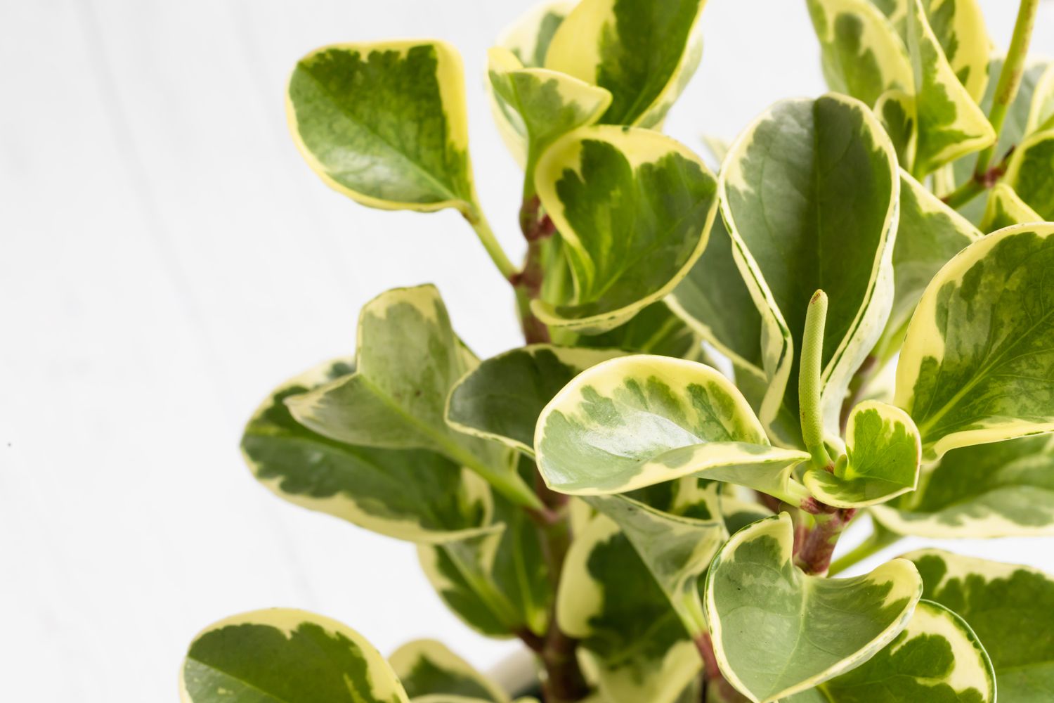closeup of a peperomia plant