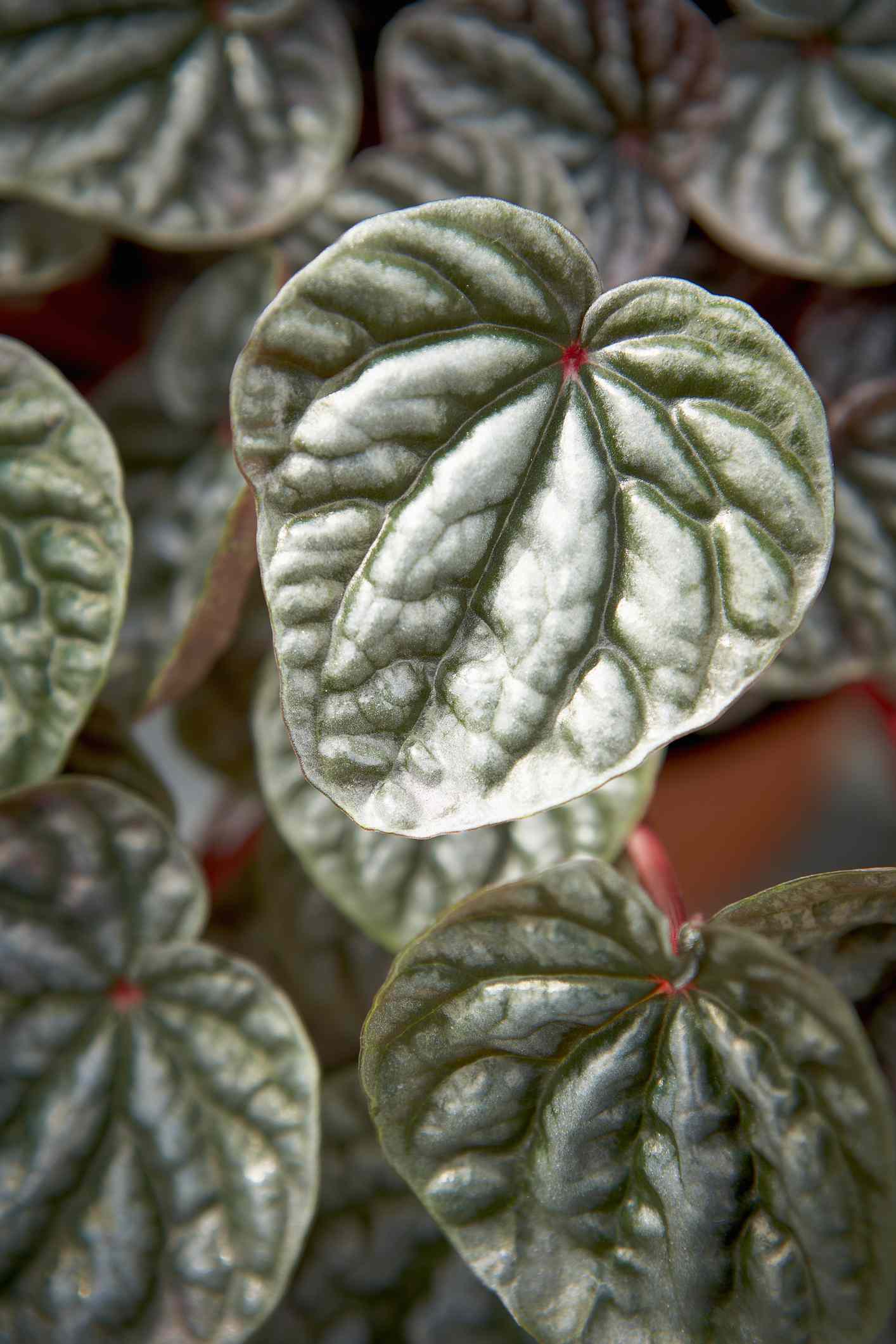 Suzanne Peperomia leaves.