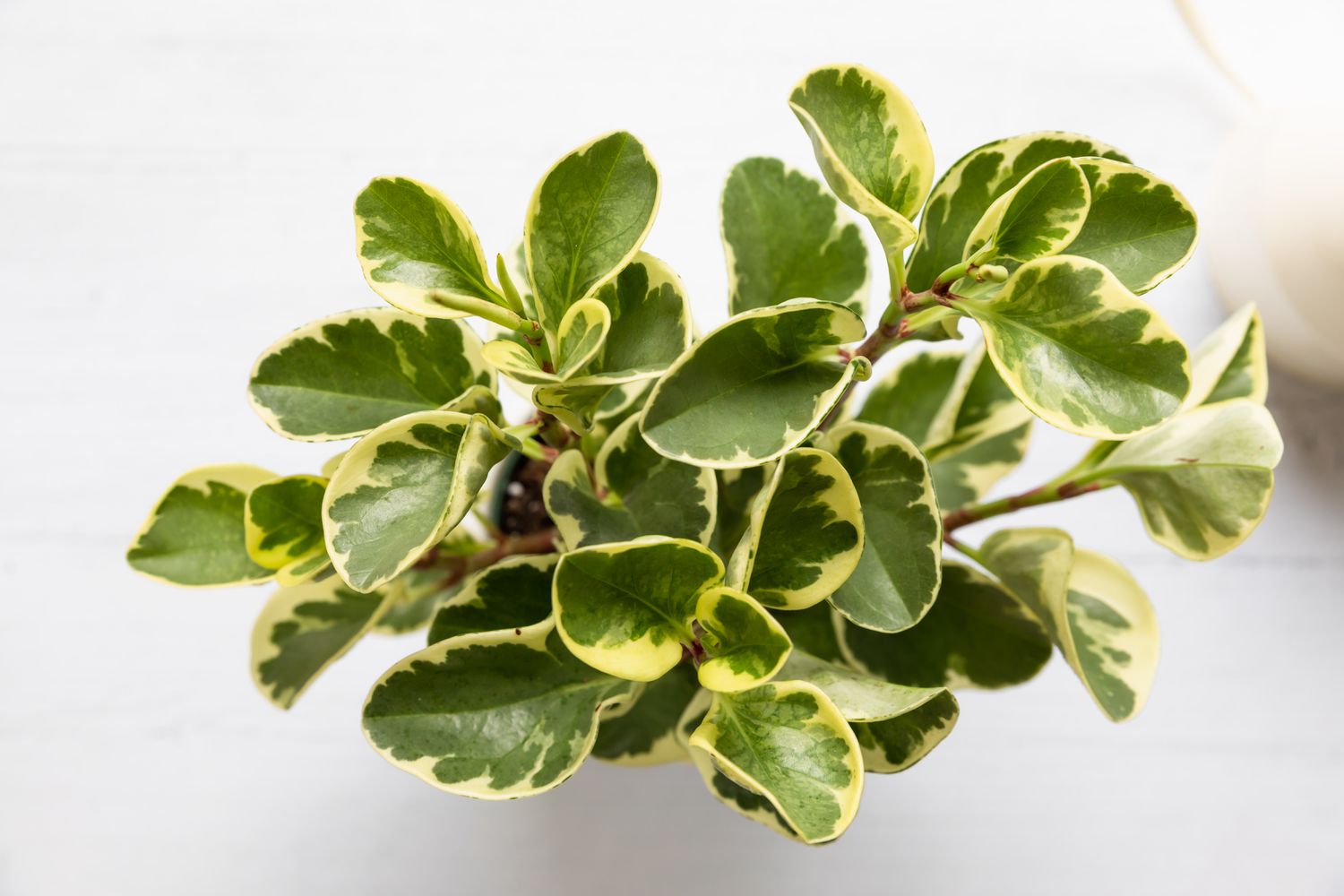 top down view of a peperomia plant
