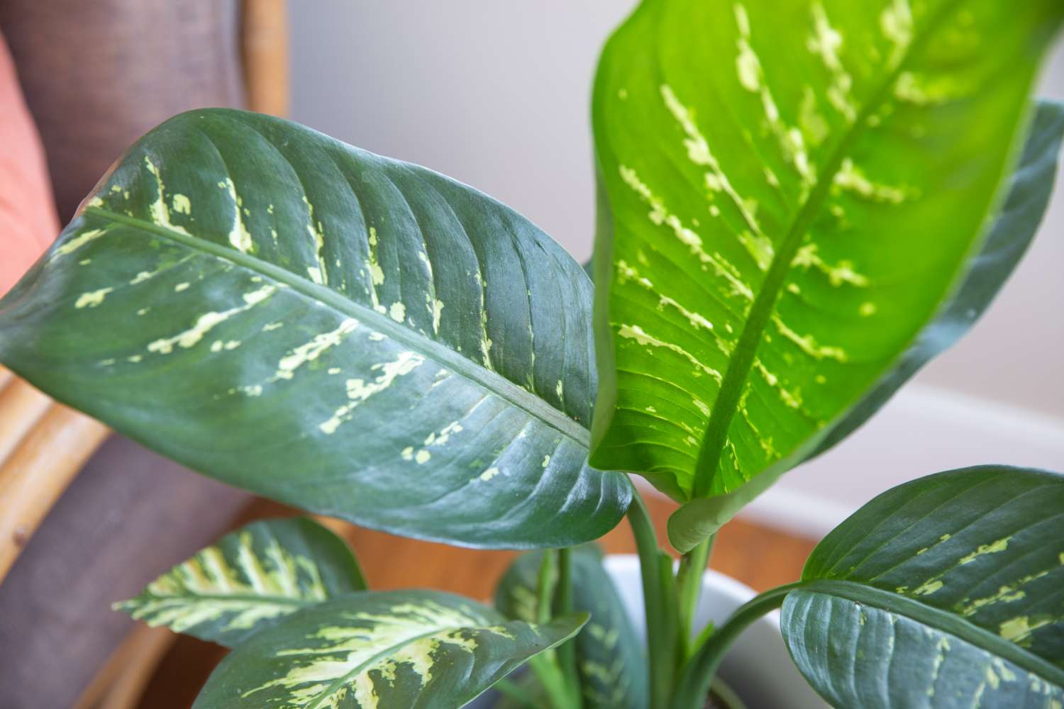 closeup of dumb cane leaves