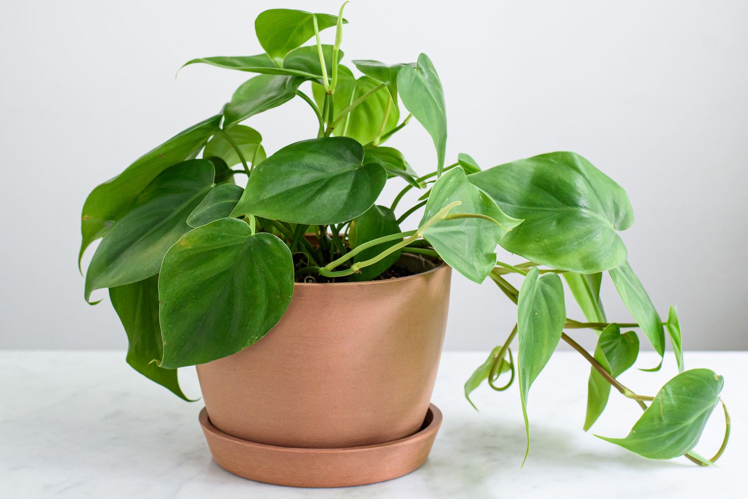 philodendron scandens