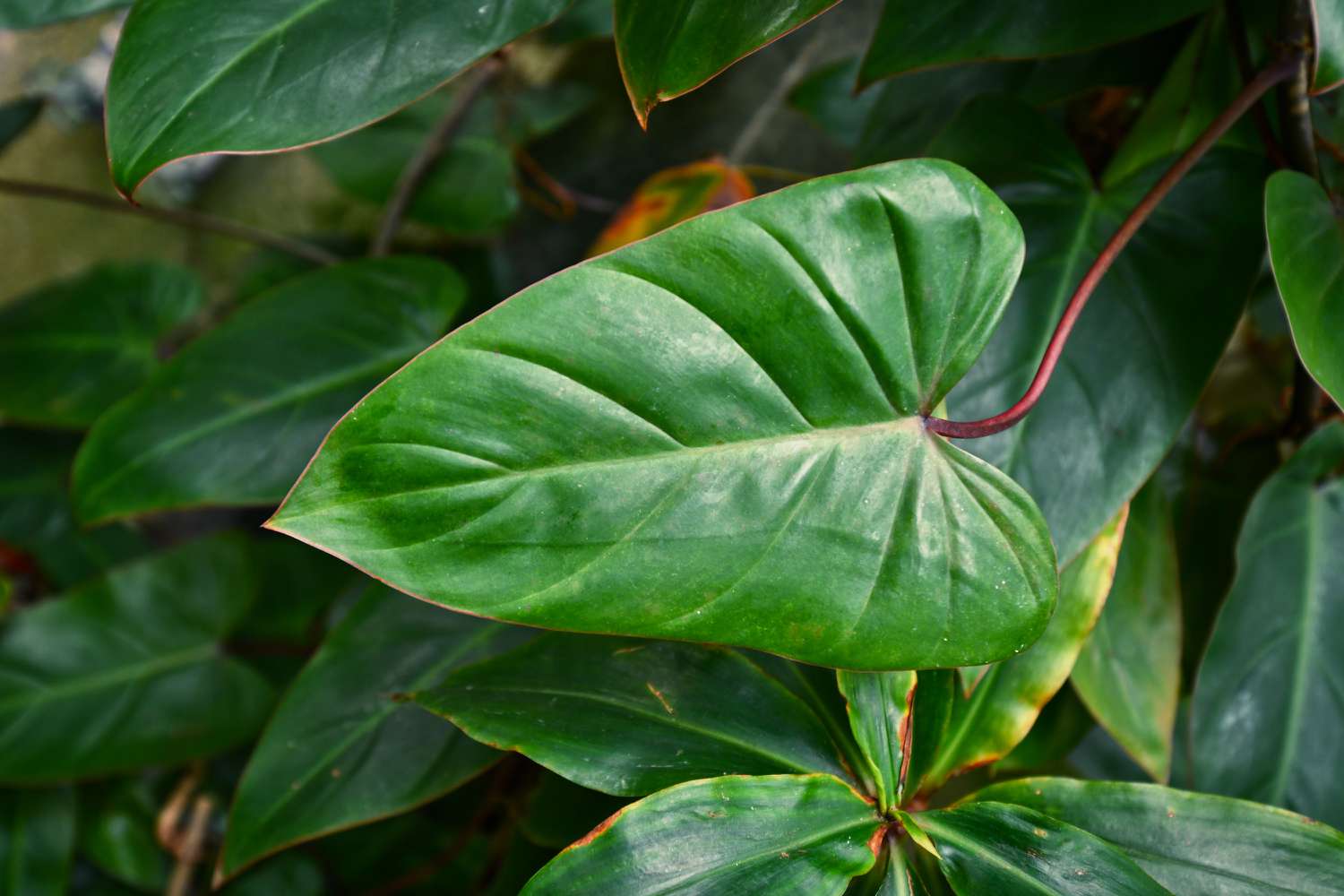 Philodendron erubescens 'Red Emerald'