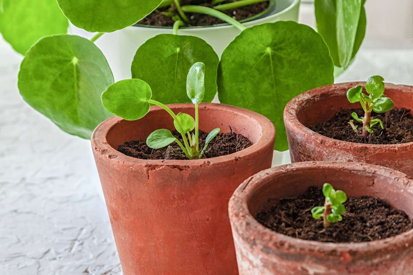 Pilea peperomioides (Chinese money plant) offshoots in terracotta pots with the mother plant behind them.