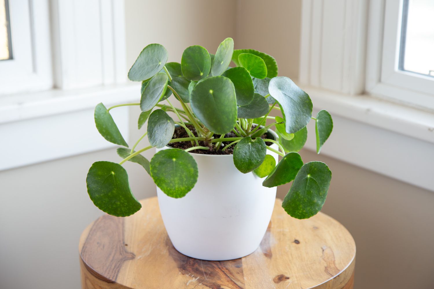 pilea