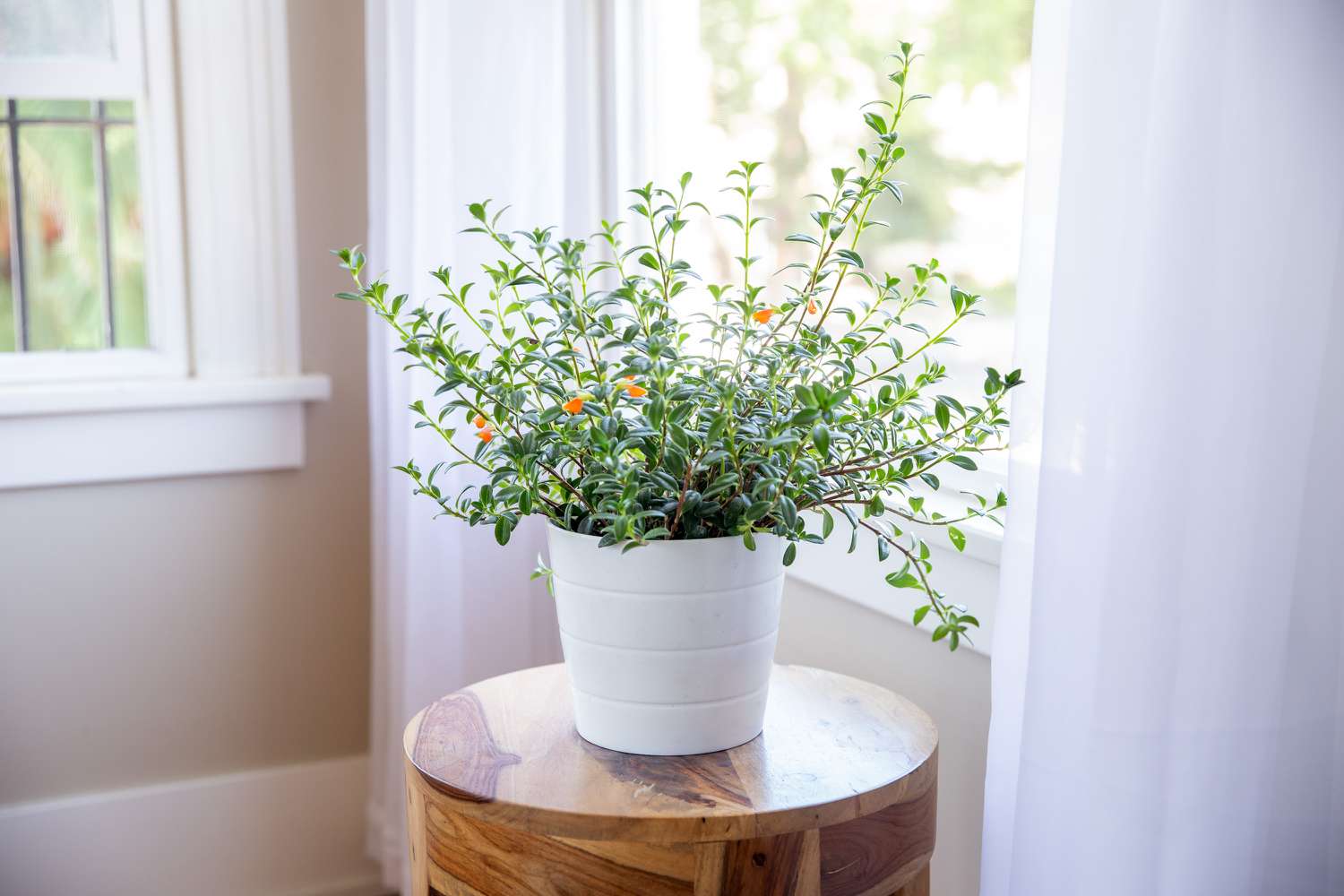 goldfish plant by a window