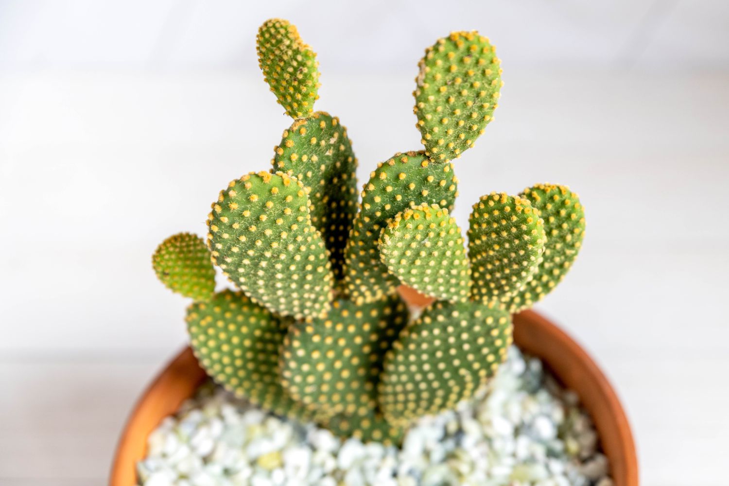 Bunny ear cactus with round yellow dotted leaf pads surrounded with white perlite