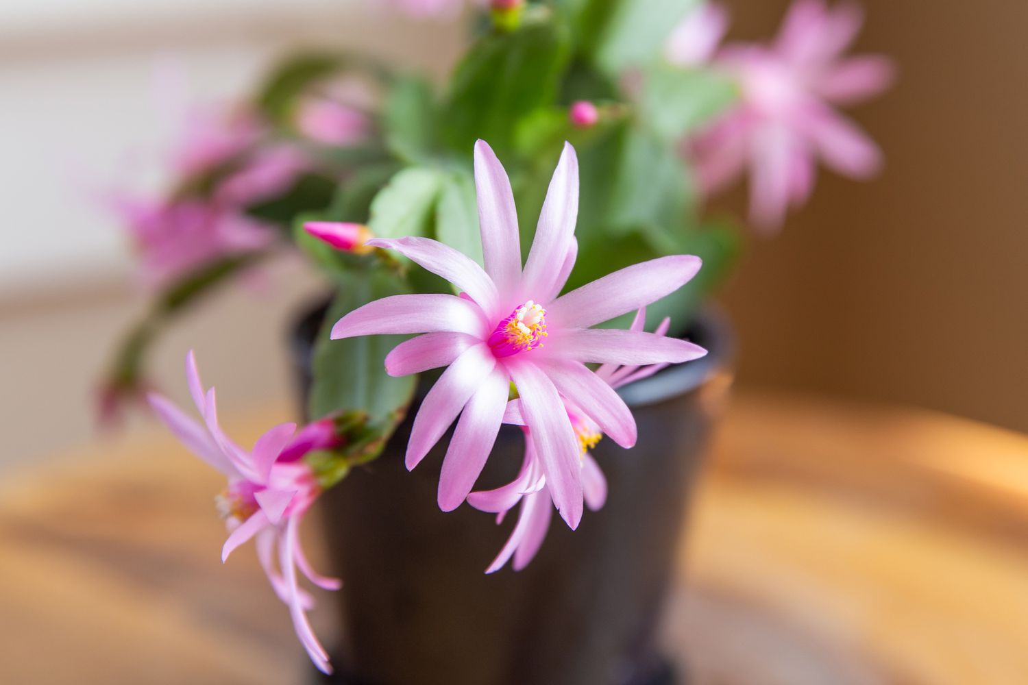 Easter cactus plant with pink star-shaped blooms closeup