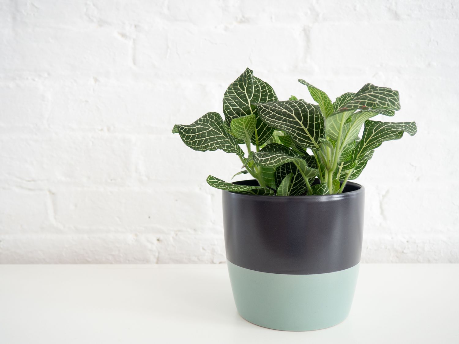 a fittonia in a multicolored planter