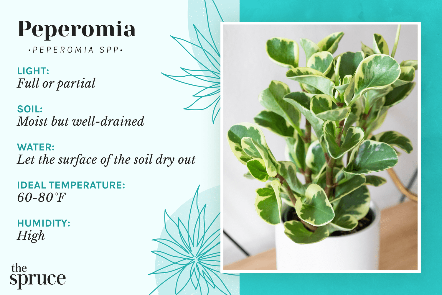 How to care for peperomia plants