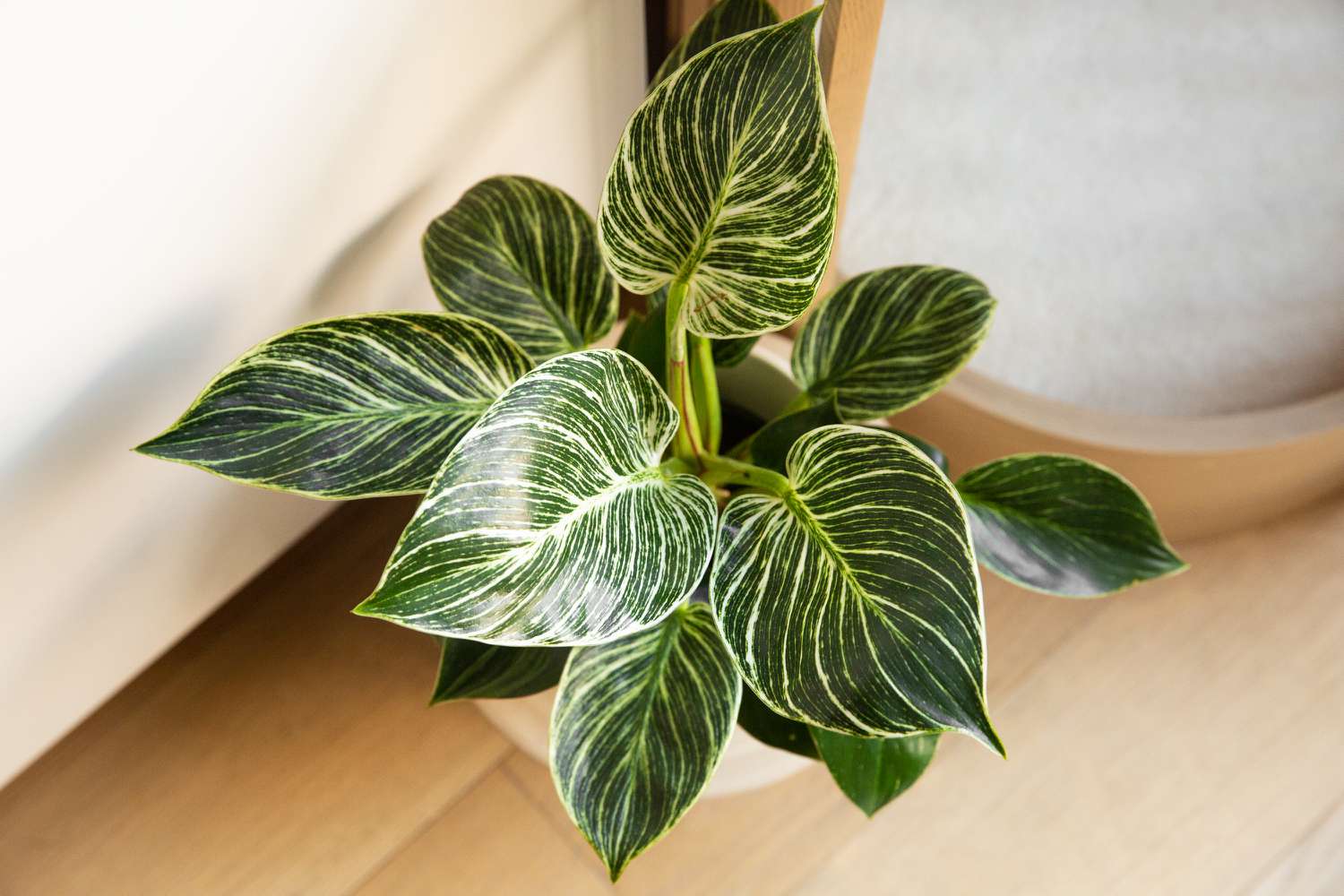 Philodendron birkin from above