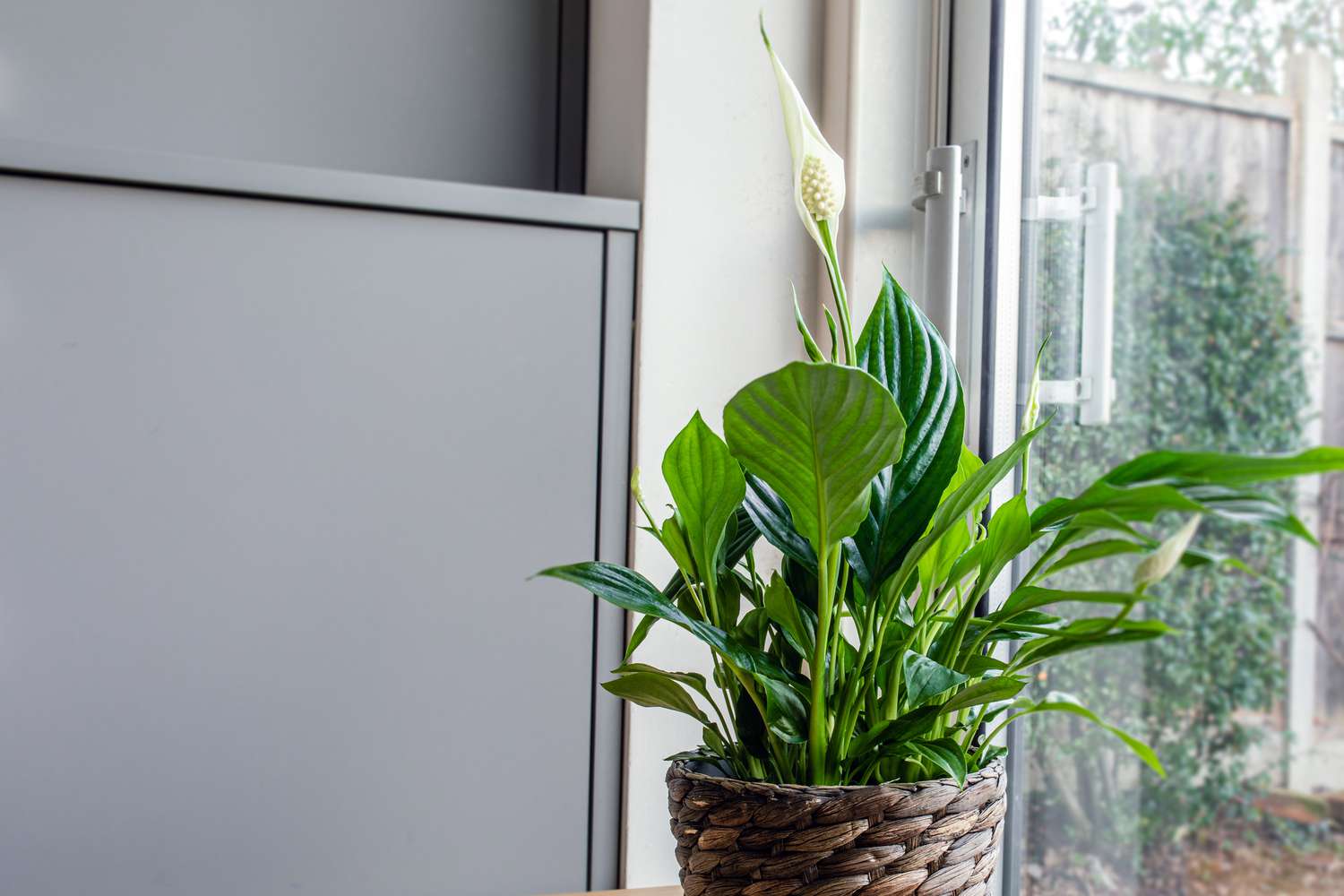 peace lily by a window